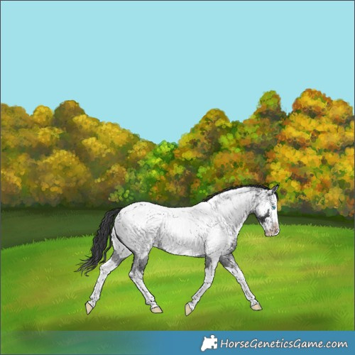 Horse Color:Blue Roan Splash Near Fewspot