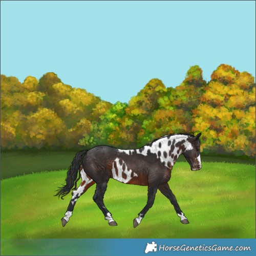 Horse Color:Brown Skewed Appaloosa