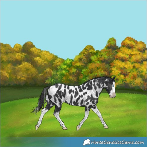 Horse Color:Black Splash Near Leopard 