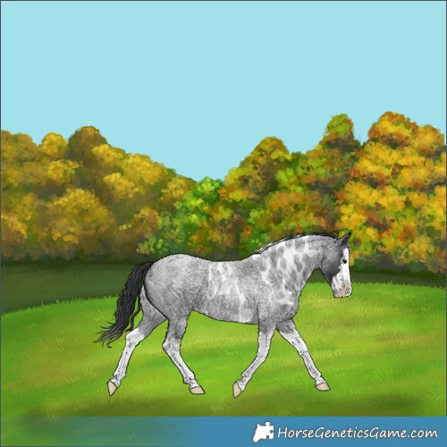 Horse Color:Blue Roan Splash Skewed Appaloosa