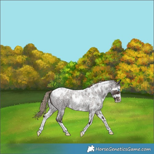 Horse Color:Liver Red Roan Splash Skewed LP Spotted 