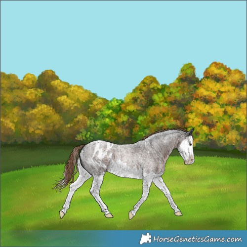 Horse Color:Liver Red Roan Splash Blanket 