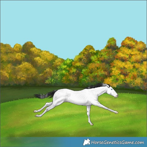 Horse Color:Brown Roan Splash Appaloosa 
