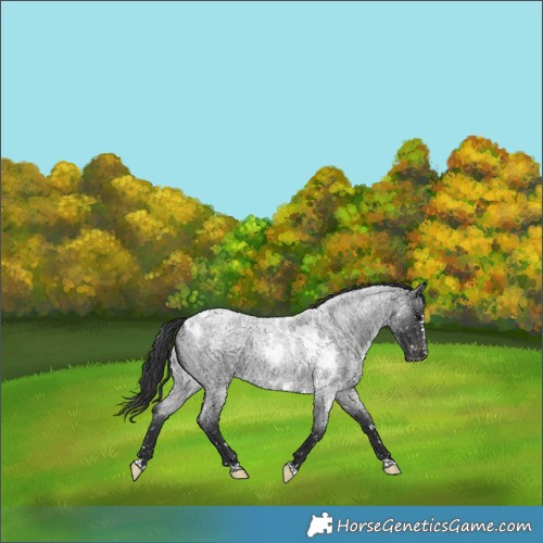 Horse Color:Blue Roan Skewed Appaloosa 