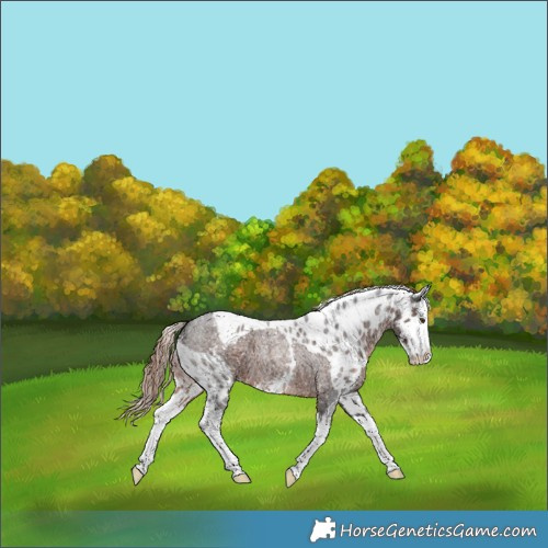 Horse Color:Liver Red Roan Splash Skewed LP Spotted 