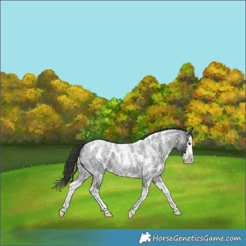 Horse Color:Blue Roan Splash Appaloosa 