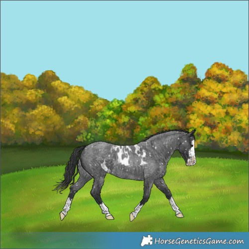 Horse Color:Blue Roan Splash Skewed LP Spotted 