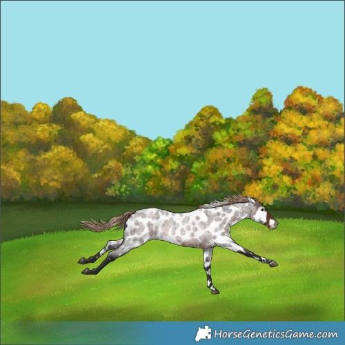 Horse Color:Liver Red Roan Appaloosa
