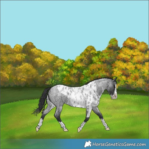 Horse Color:Blue Roan Splash Skewed LP Spotted 