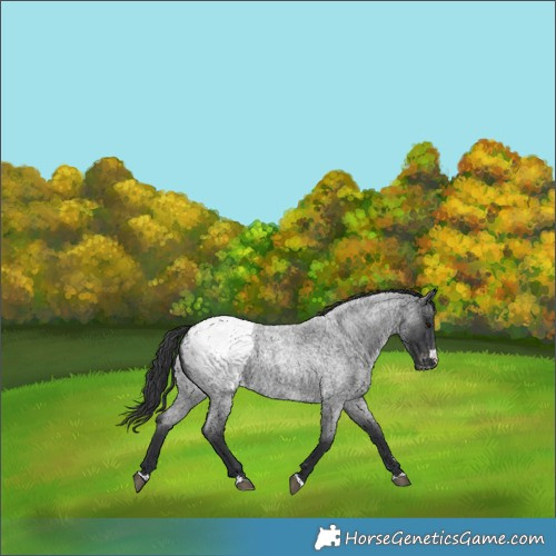 Horse Color:Blue Roan Snowcap 