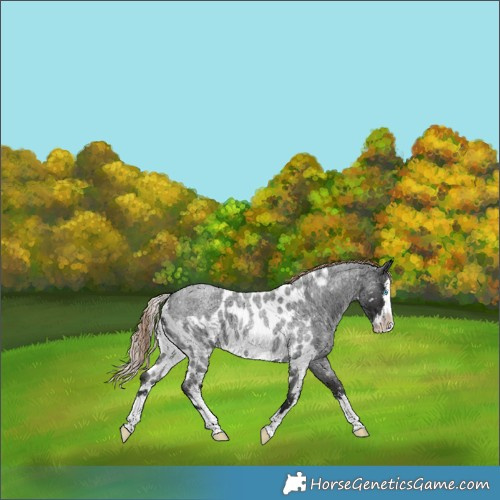 Horse Color:Liver Red Roan Splash Skewed Appaloosa