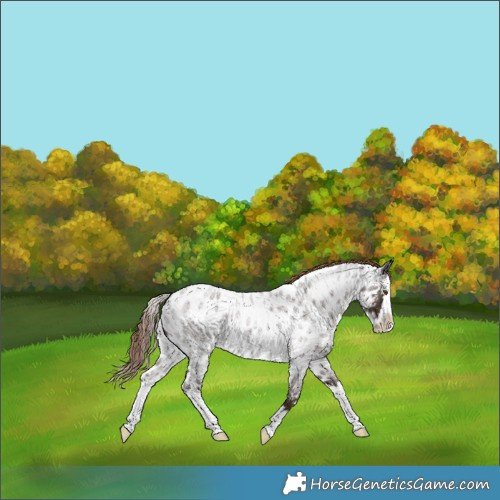 Horse Color:Liver Red Roan Splash Skewed LP Spotted 