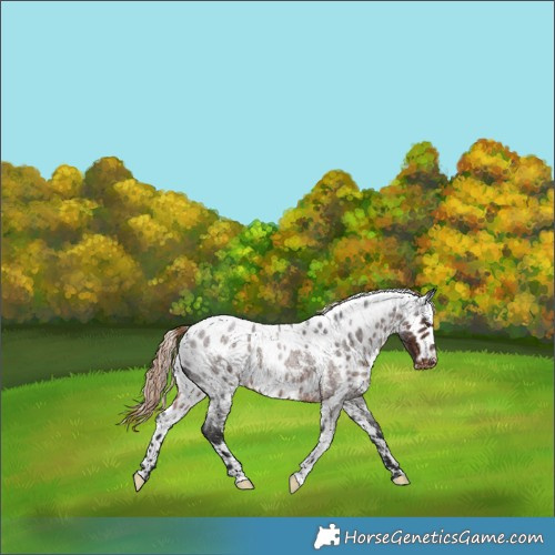 Horse Color:Liver Red Roan Skewed Appaloosa 