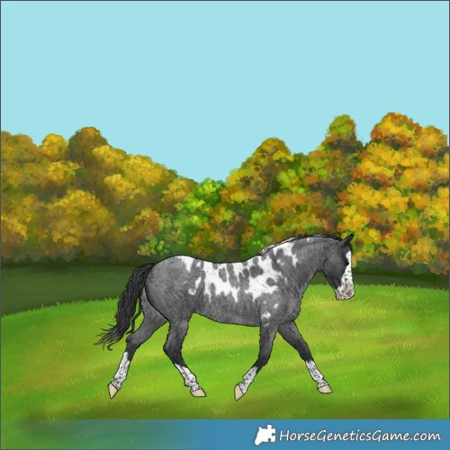 Horse Color:Blue Roan Splash Skewed LP Spotted 