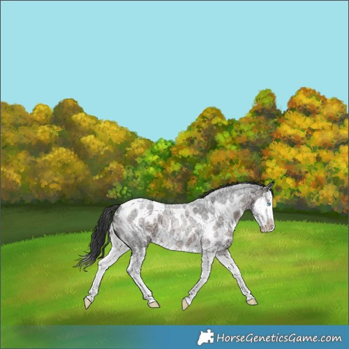 Horse Color:Brown Roan Splash Skewed LP Spotted