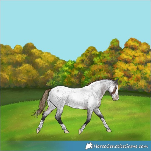 Horse Color:Liver Red Roan Splash Near Fewspot 