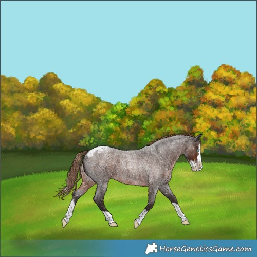 Horse Color:Liver Red Roan Splash Skewed LP Spotted 