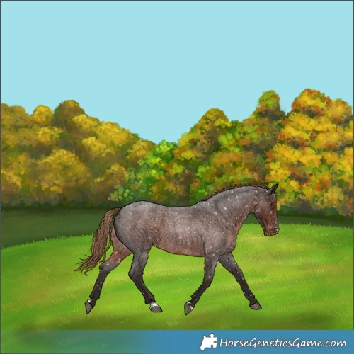 Horse Color:Liver Red Roan Skewed LP Spotted 