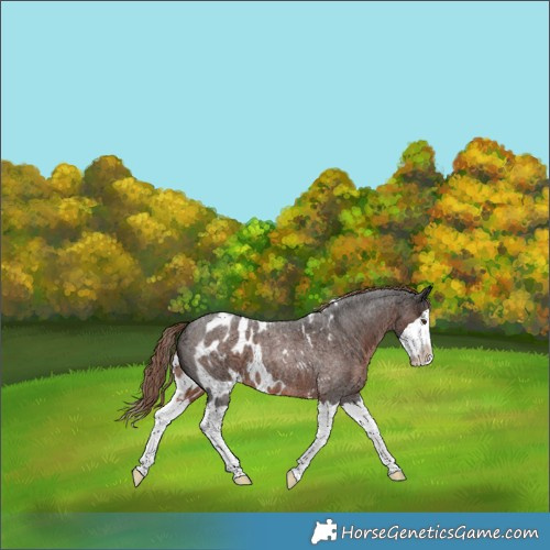 Horse Color:Liver Red Roan Splash Skewed LP Spotted 