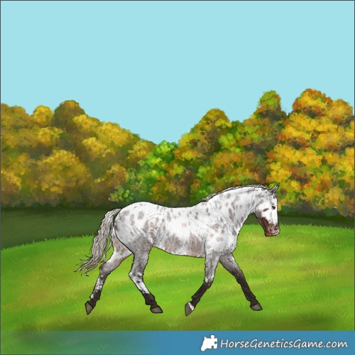 Horse Color:Liver Red Roan Skewed LP Spotted 