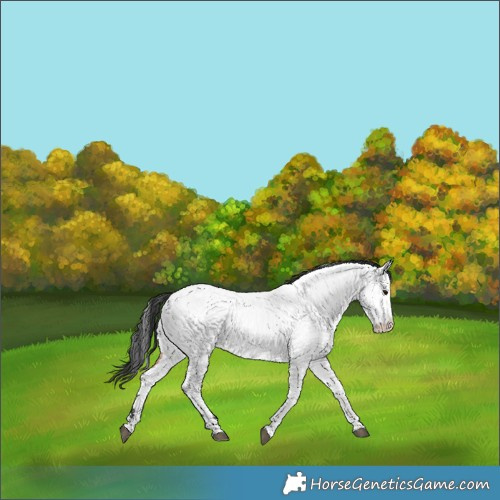 Horse Color:Brown Roan Near Fewspot 