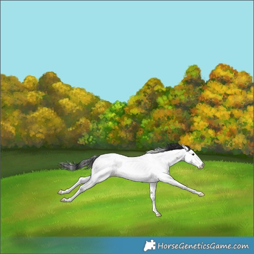 Horse Color:Brown Roan Splash Near Fewspot 