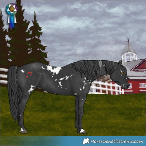 Horse Color:White Spotted Black 