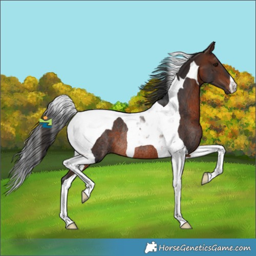 Horse Color:Brown Tobiano Rabicano 