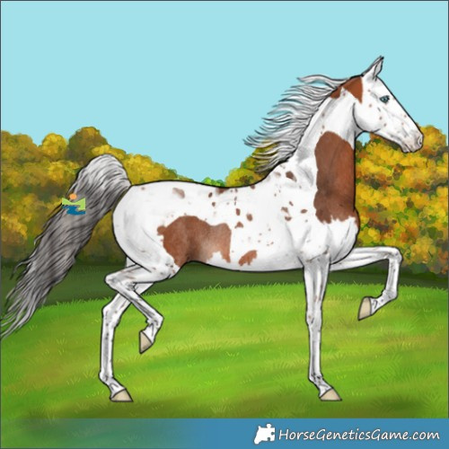 Horse Color:Bay Splash Tobiano Rabicano