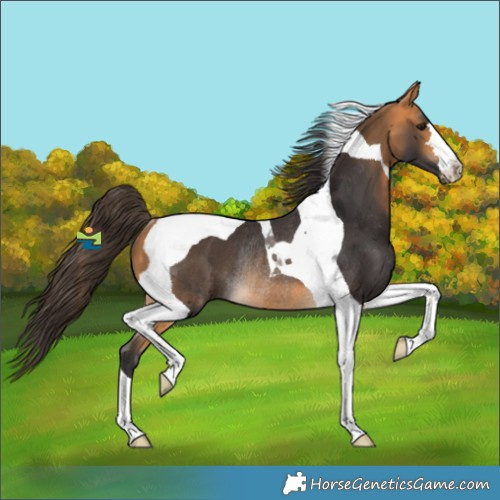 Horse Color:Buckskin Tobiano Rabicano