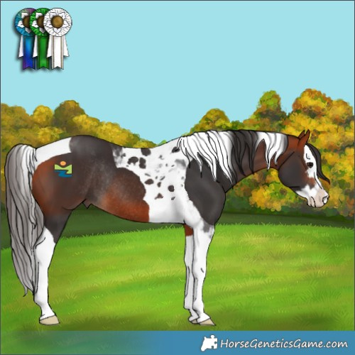Horse Color:Bay Splash Tobiano Rabicano