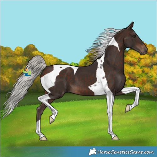 Horse Color:Silver Brown Tobiano 