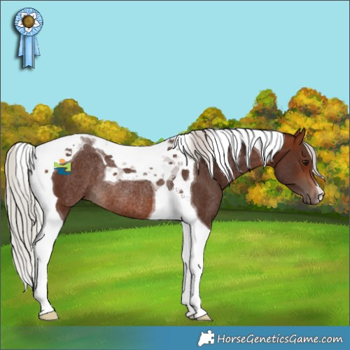 Horse Color:Silver Bay Tobiano Rabicano