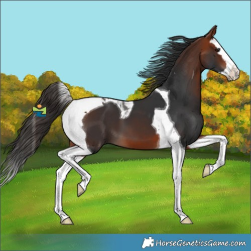 Horse Color:Bay Splash Tobiano 