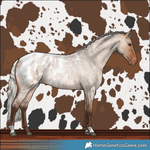 Horse Color:Silver Brown Roan Dun Blanket 