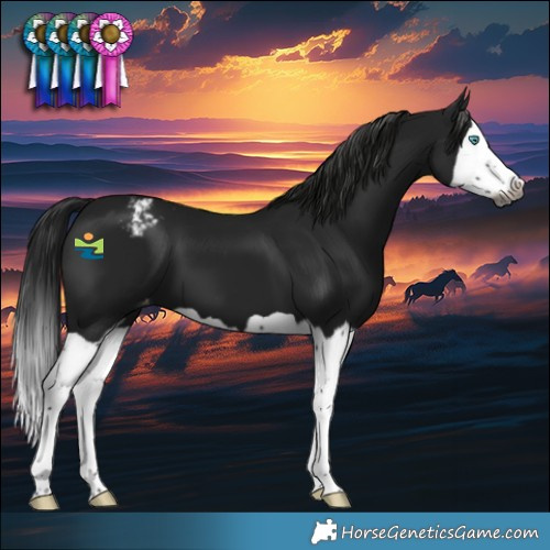 Horse Color:Gray Black Splash Appaloosa