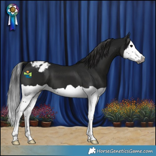 Horse Color:Gray Black Splash Appaloosa