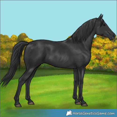 Horse Color:Black 