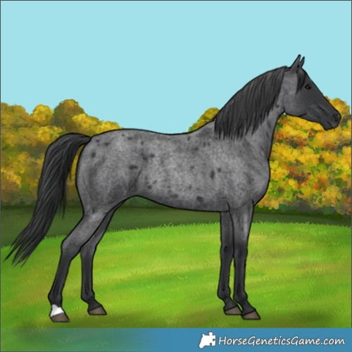 Horse Color:Blue Roan