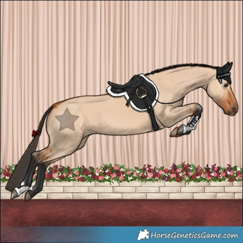 Horse Color:Bay Dun 