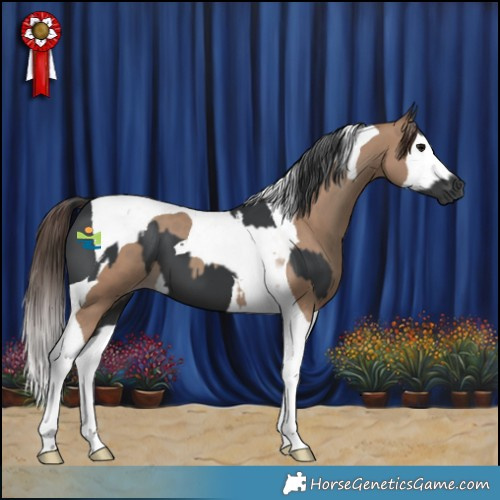 Horse Color:Black Tobiano and Classic Champagne Splash Tobiano