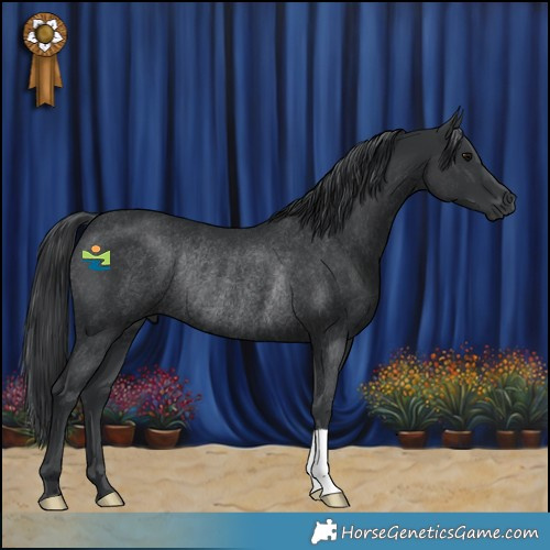 Horse Color:Black Rabicano