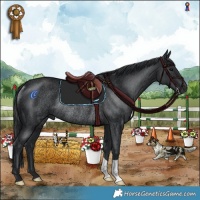 Horse Color:Black Rabicano 
