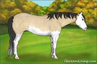 Horse Color:Buckskin Dun Splash Rabicano 