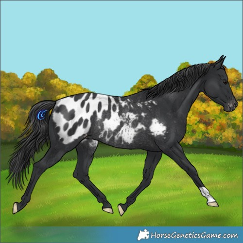 Horse Color:Black Appaloosa Rabicano
