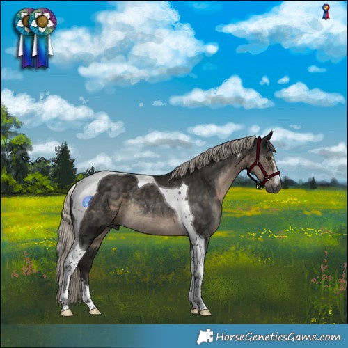 Horse Color:Gray Silver Smoky Black Tobiano Rabicano