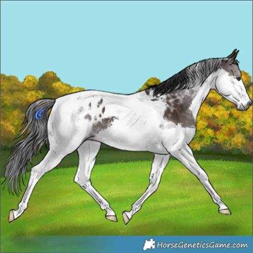 Horse Color:Gray Liver Chestnut Splash Tobiano Appaloosa
