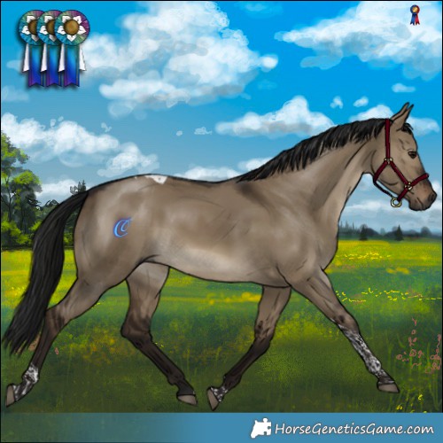 Horse Color:Gray Brown Dun Tobiano Rabicano 