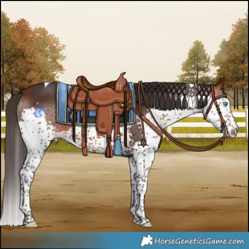 Horse Color:Bay Splash Tobiano Rabicano 