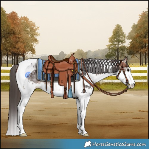 Horse Color:Brown Splash Tobiano